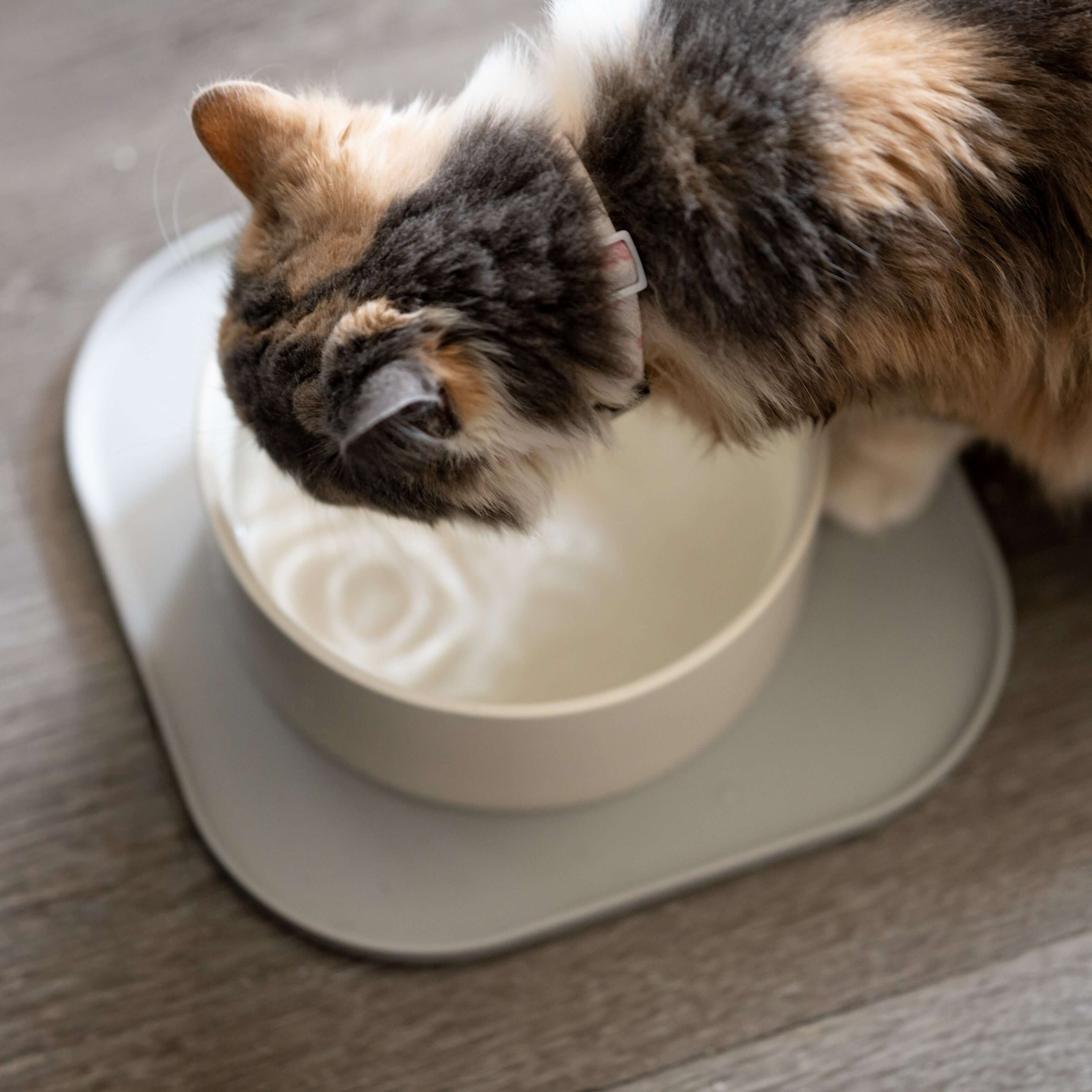 Rawry Ceramic Pet Bowl Size Guide: Bone - Small, Bone - Medium, Bone - Large